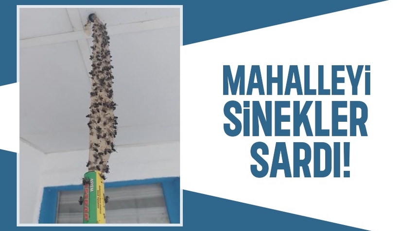 Beilkazancı Mahallesini sinekler sardı