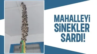 Beilkazancı Mahallesini sinekler sardı