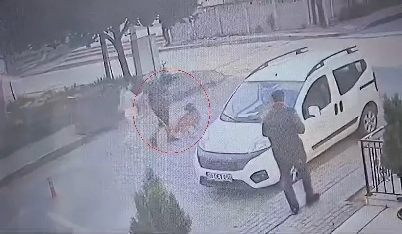 Bekçi ile boksör arasında pitbull kavgası