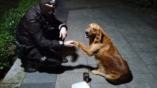 Bekçiler sokak hayvanlarını besledi