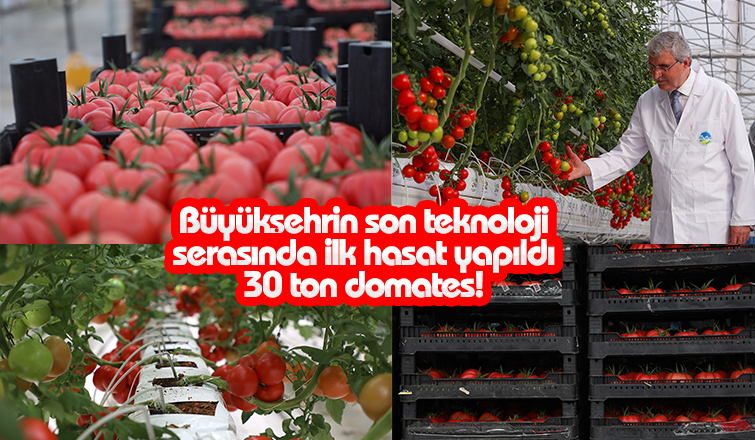 Bereketli bir hasatla 30 bin kilogram alındı