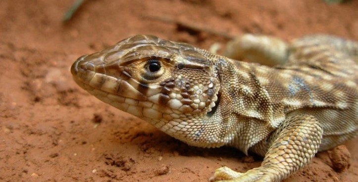 Beş tür daha koruma öncellikli türler arasına alındı