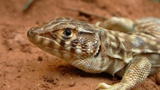 Beş tür daha koruma öncellikli türler arasına alındı