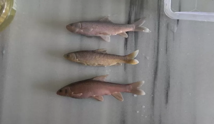 Beş yeni sazan cinsi keşfedildi