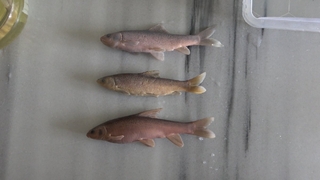 Beş yeni sazan cinsi keşfedildi