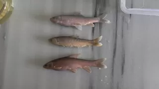 Beş yeni sazan cinsi keşfedildi