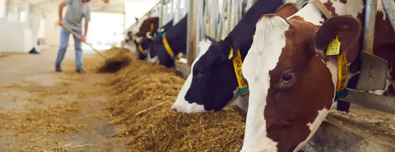 Besicilere kaba yem uyarısı