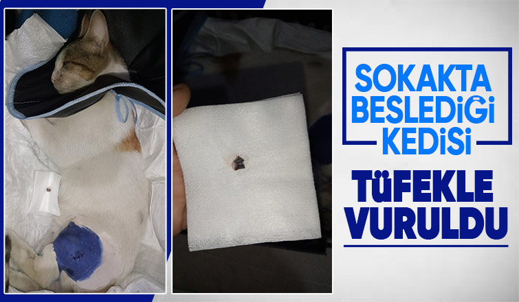 Beslediği kediyi vurdular