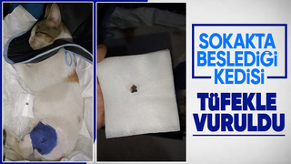 Beslediği kediyi vurdular