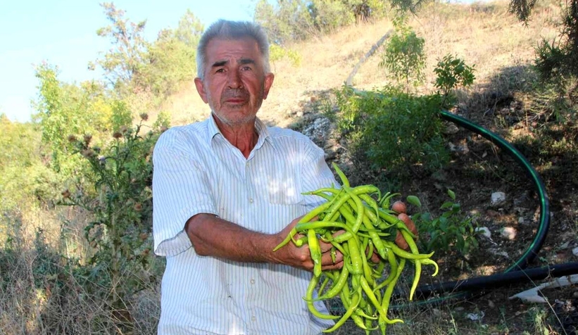 Biber üreticisi bu sene fiyatlardan memnun