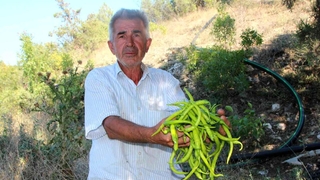 Biber üreticisi bu sene fiyatlardan memnun