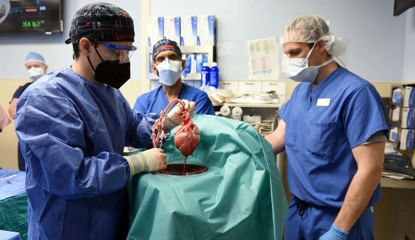 Bilim dünyasında bir ilk: Domuzdan insana kalp nakli