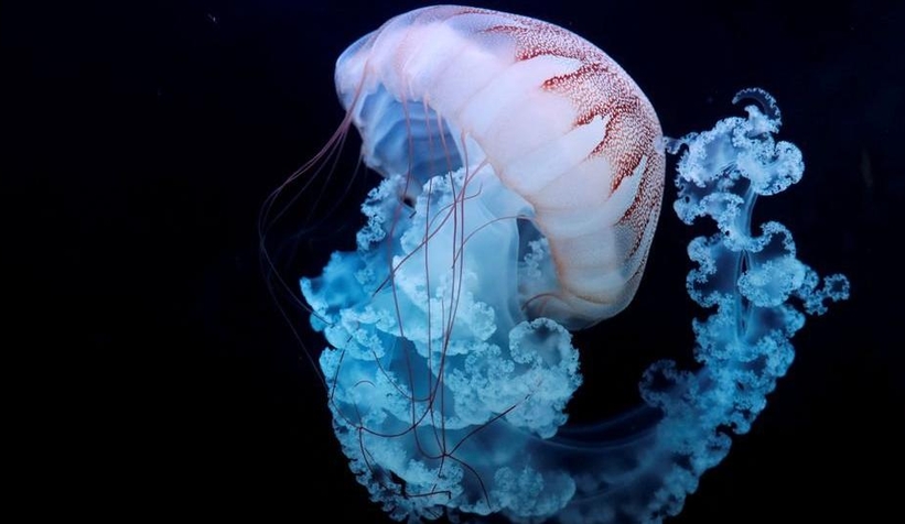 Bilim insanları ölümsüz denizanalarının sırlarını çözdü
