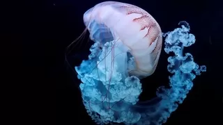 Bilim insanları ölümsüz denizanalarının sırlarını çözdü