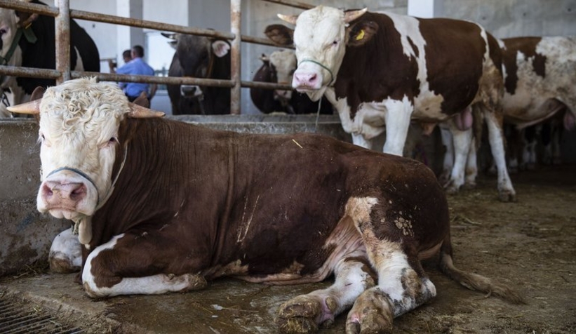 Bilim Kurulu üyesinden kurban uyarısı