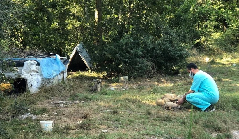 Bilinçsizce bırakılan köpek mamaları sağlığı tehdit ediyor