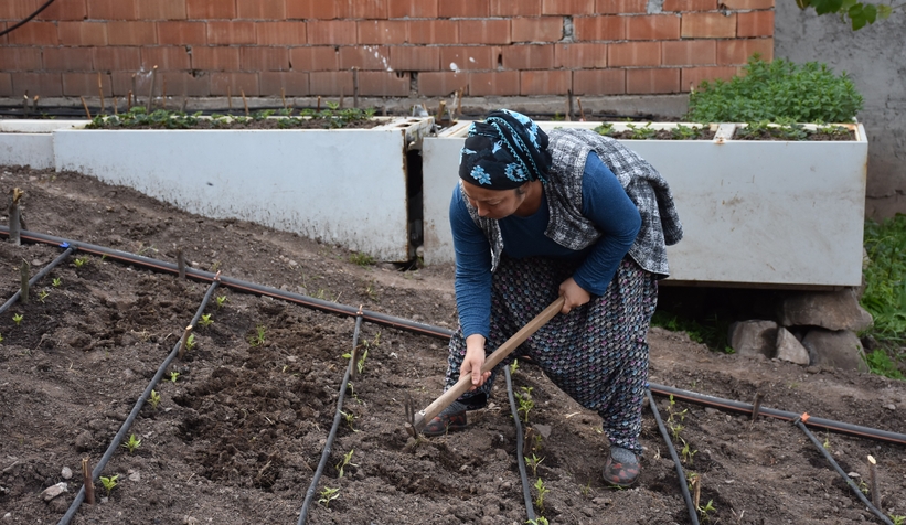 Bin rakımdaki tarlalarda tohumları toprakla buluşturuyorlar