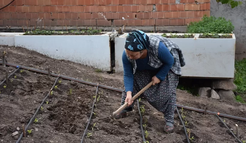 Bin rakımdaki tarlalarda tohumları toprakla buluşturuyorlar
