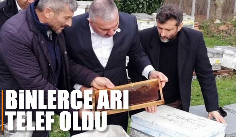 Binlerce arısı telef oldu