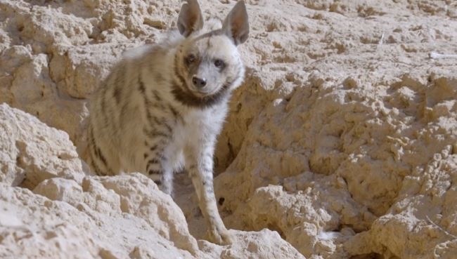 Bir çizgili sırtlan daha görüntülendi