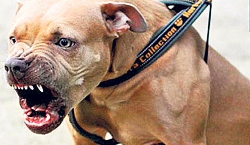 Bir pitbull dehşeti daha! 2 yaralı