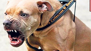 Bir pitbull dehşeti daha! 2 yaralı