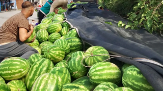 Bir tır dolusu karpuzu bedava dağıttılar