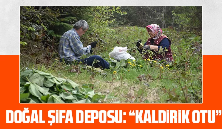 Birçok derde şifa Kaldirik otu toplanmaya başlandı