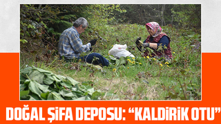 Birçok derde şifa Kaldirik otu toplanmaya başlandı