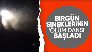Birgün sineklerinin ölüm dansı