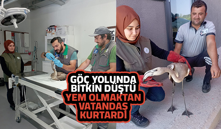 Bitkin düşen flamingo bulundu