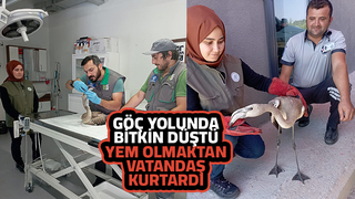 Bitkin düşen flamingo bulundu