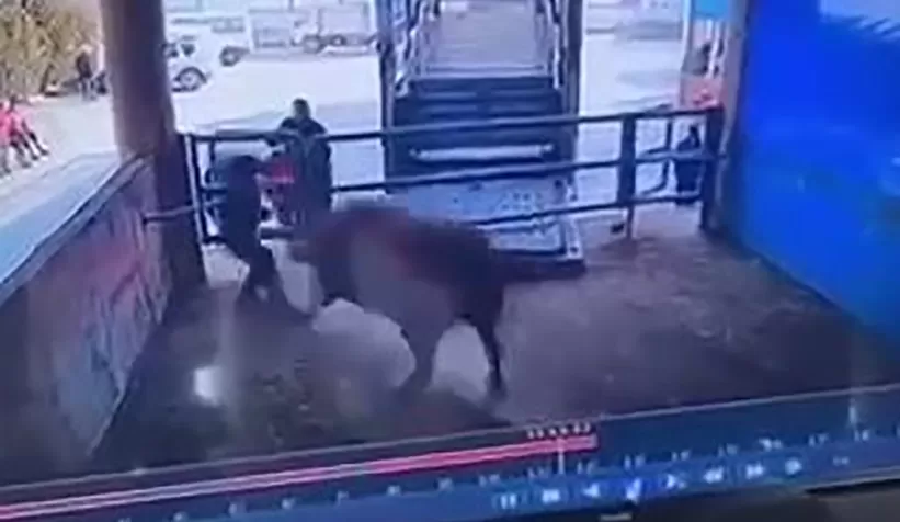Boğanın saldırdığı mezbaha çalışanı yaşamını yitirdi