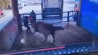 Boğanın saldırdığı mezbaha çalışanı yaşamını yitirdi