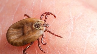 Bolu’da, 1 ay içinde 120 kene tutunması yaşandı