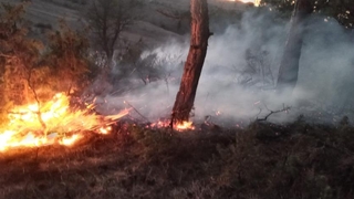 Bolu’da orman yangını
