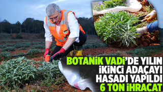 Botanik Vadi'de adaçayı hasadı