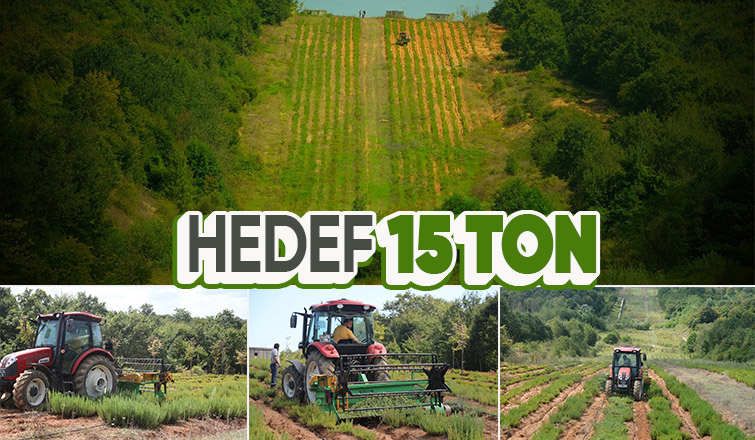 Botanik Vadisi’nde biberiye zamanı