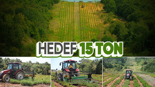 Botanik Vadisi’nde biberiye zamanı