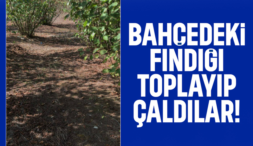 Böylesi görülmedi; Fındık hasadını hırsızlar yaptı