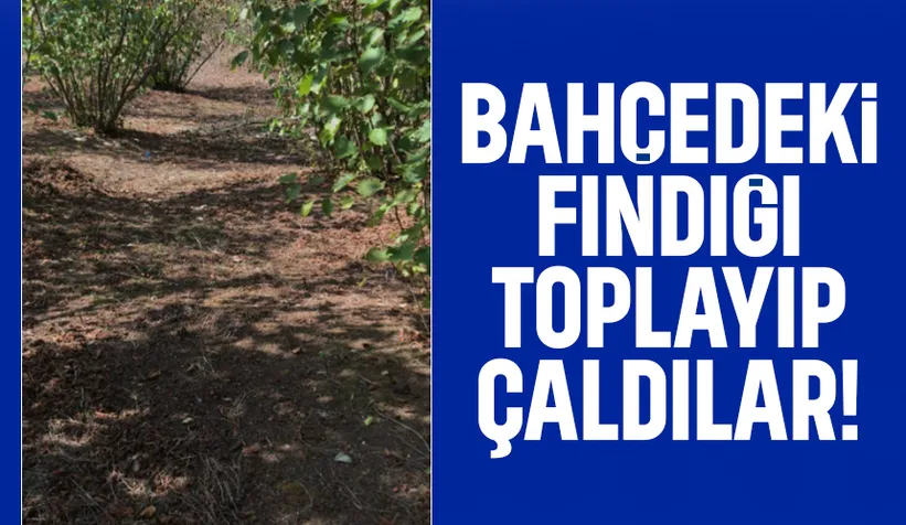 Böylesi görülmedi; Fındık hasadını hırsızlar yaptı
