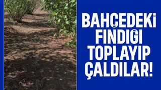 Böylesi görülmedi; Fındık hasadını hırsızlar yaptı