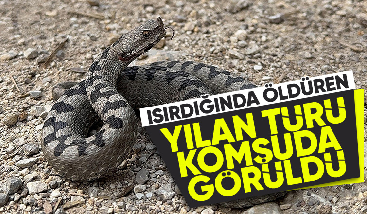 Boynuzlu engerek görüntülendi