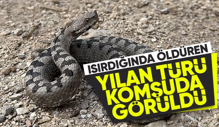 Boynuzlu engerek görüntülendi