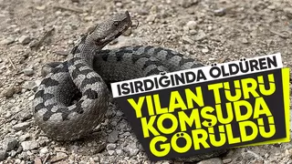 Boynuzlu engerek görüntülendi