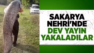 Boyundan büyük yayın yakaladı güçlükle taşıdı