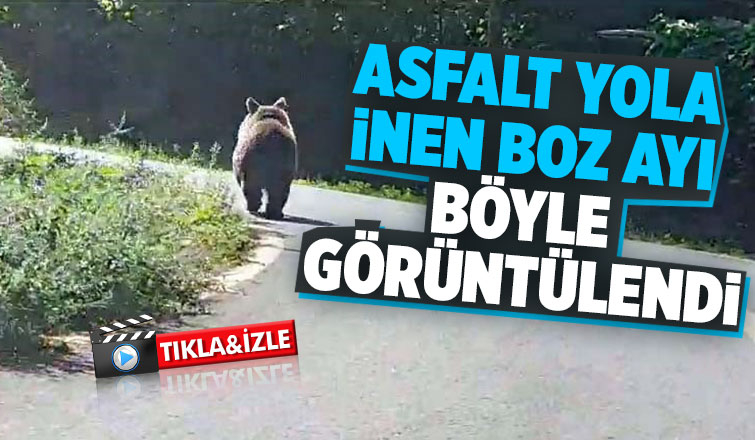 Boz ayı böyle görüntülendi
