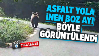 Boz ayı böyle görüntülendi