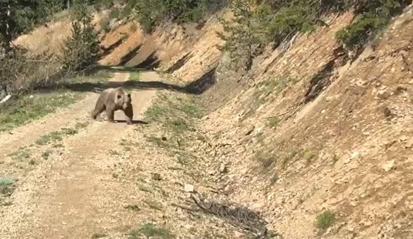 Boz ayıyı böyle fotoğrafladı