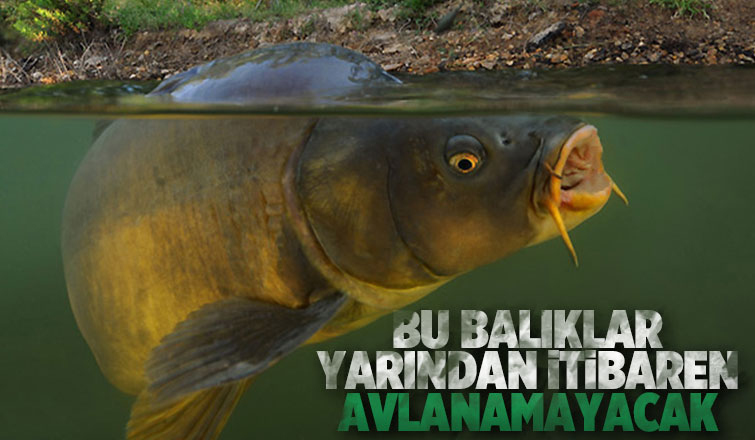 Bu balıklar yarından itibaren avlanamayacak